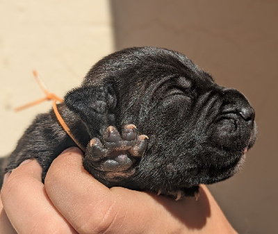 CHIOT