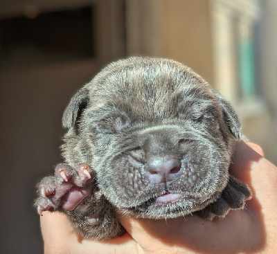 CHIOT