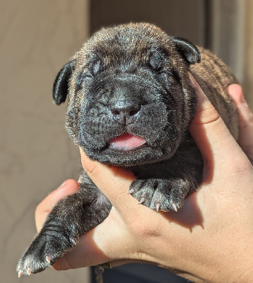 CHIOT