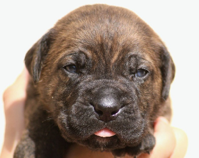 CHIOT