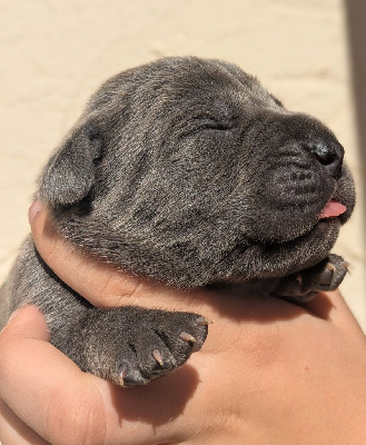 CHIOT