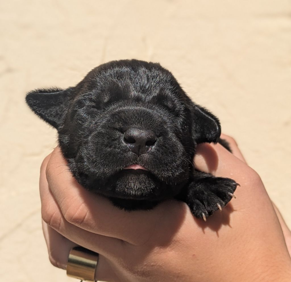Des Légions D'Holga - Chiots disponibles - Cane Corso