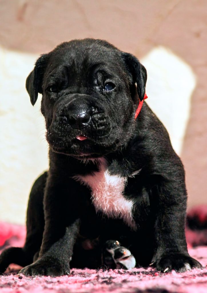 Des Légions D'Holga - Chiots disponibles - Cane Corso
