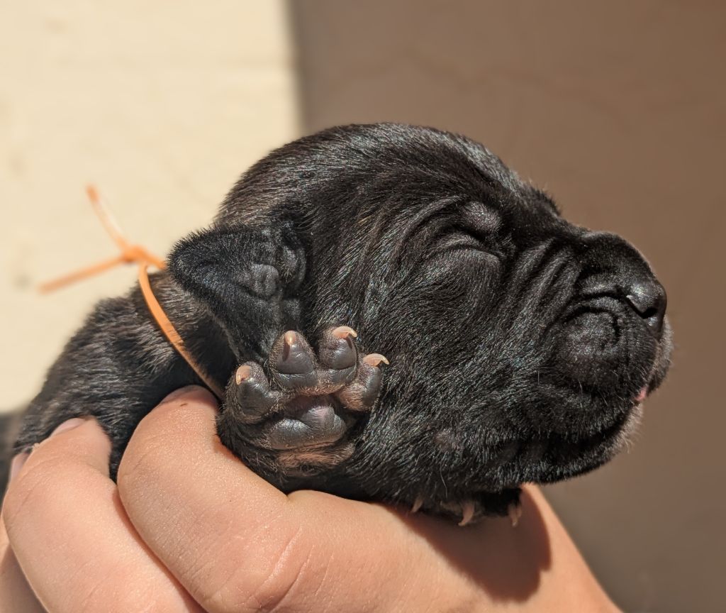 Des Légions D'Holga - Chiots disponibles - Cane Corso