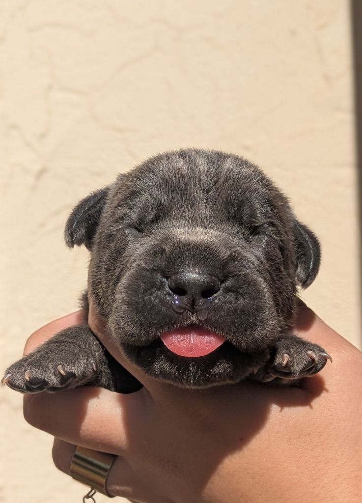 Des Légions D'Holga - Chiots disponibles - Cane Corso