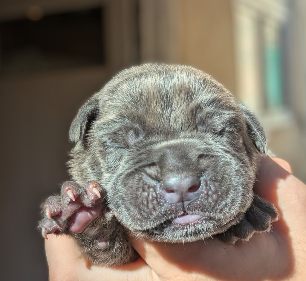 Des Légions D'Holga - Chiots disponibles - Cane Corso