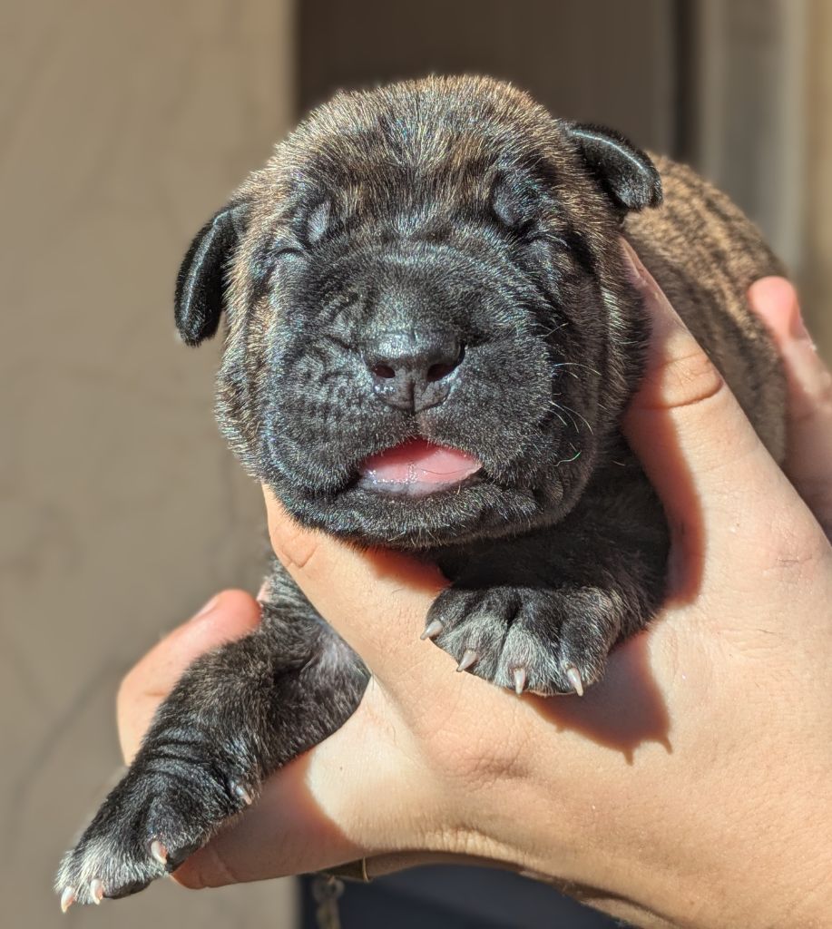Des Légions D'Holga - Chiots disponibles - Cane Corso