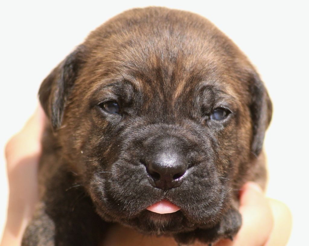 Des Légions D'Holga - Chiots disponibles - Cane Corso
