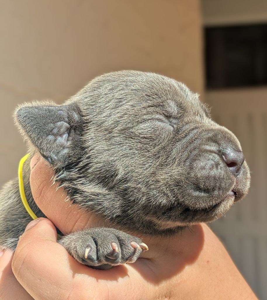 Des Légions D'Holga - Chiots disponibles - Cane Corso