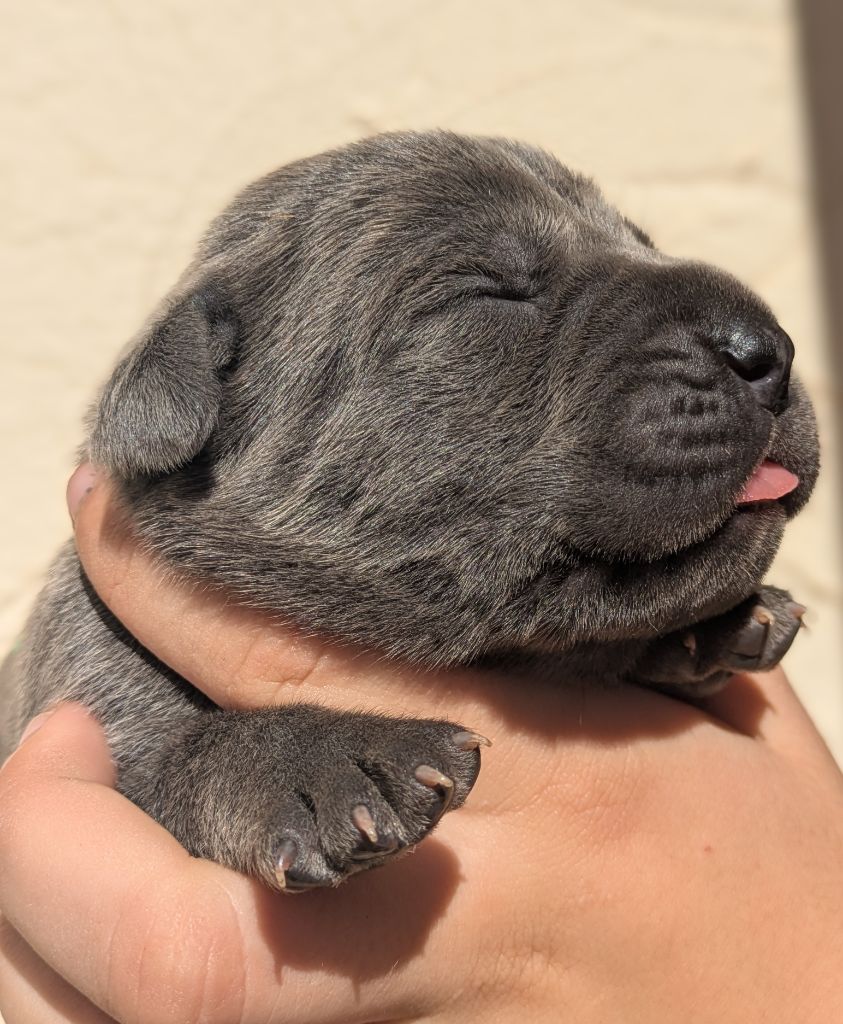 Des Légions D'Holga - Chiots disponibles - Cane Corso